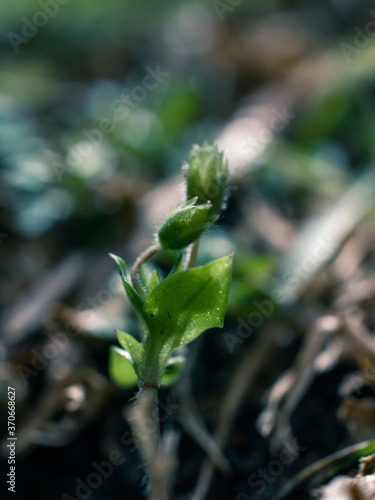 young green plant