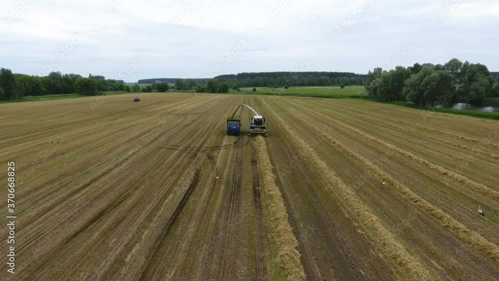 Aerial: top view of an industrial self-propelled mower cutting juicy green grass for silage. Combine works on the field in hot Sunny weather. Seasonal harvesting of animal feed on the farm. Aerial: top view of an industrial self-propelled mower cutting juicy green grass for silage. Combine works on the field in hot Sunny weather. Seasonal harvesting of animal feed on the farm.