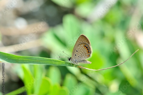 Butterfly (Freyeria putli formosanus) Taiwan's smallest gray butterfly  photo