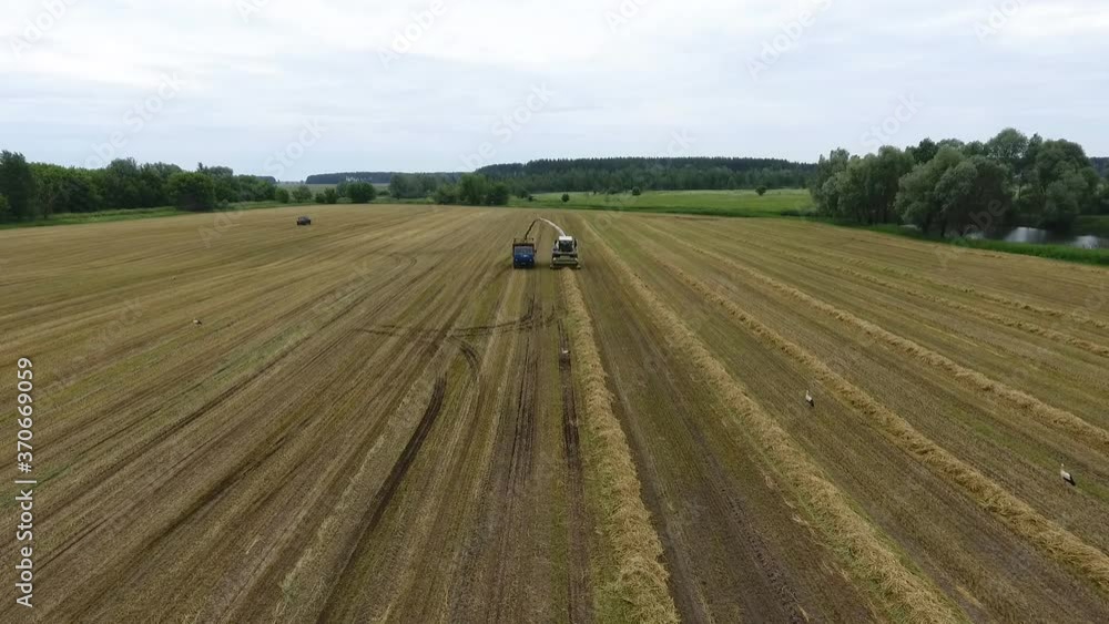 Aerial: top view of an industrial self-propelled mower cutting juicy green grass for silage. Combine works on the field in hot Sunny weather. Seasonal harvesting of animal feed on the farm. Aerial: top view of an industrial self-propelled mower cutting juicy green grass for silage. Combine works on the field in hot Sunny weather. Seasonal harvesting of animal feed on the farm.