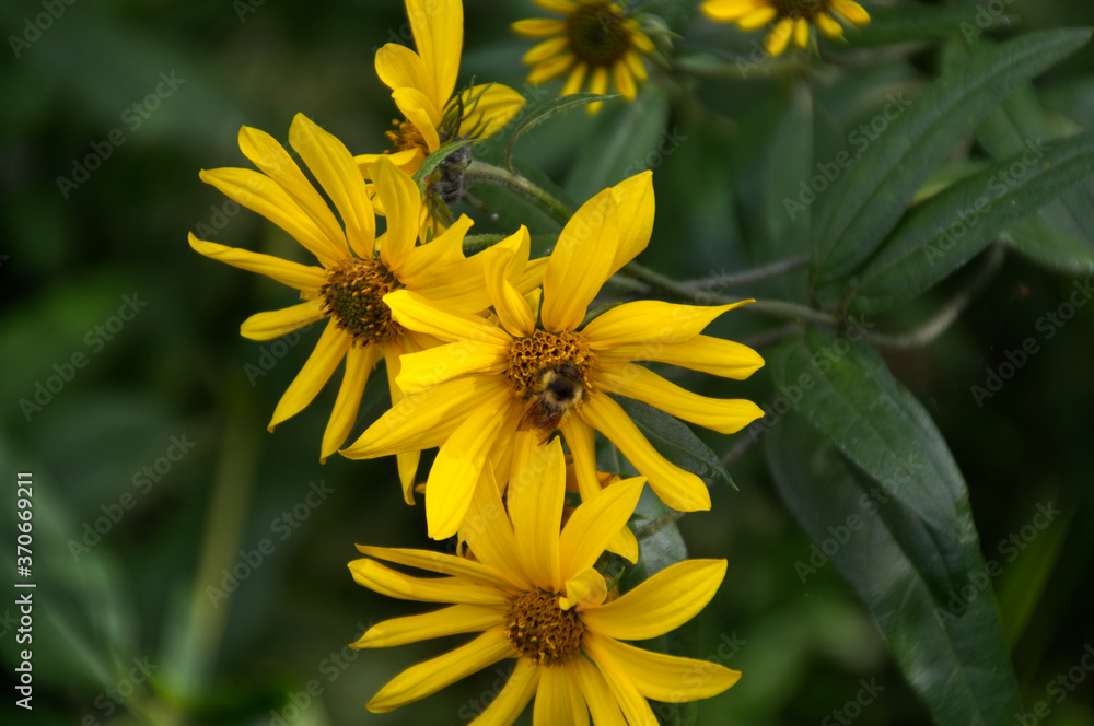 Fototapeta premium Sunflowers Blooming in the Wild