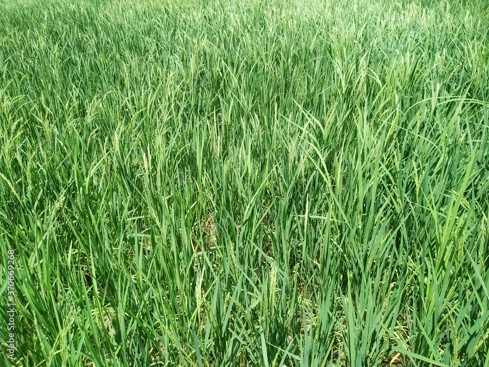Rice field. Closeup of yellow paddy rice field with green leaf. Natural Rice field. Closeup of yellow paddy rice field with green leaf. Natural