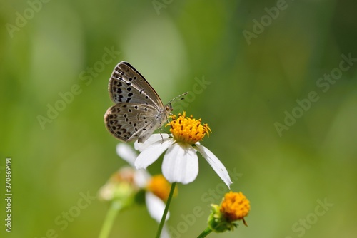 Butterfly ( Zizeeria maha okinawana) Blue Grey Butterfly.  © chienmuhou