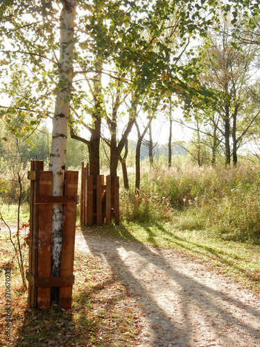 autumn delicate birches in protective boxes for trunks, ecology, protection of nature