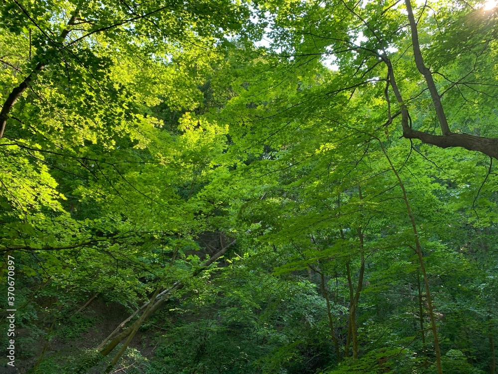green leaves in the forest green leaves in the forest