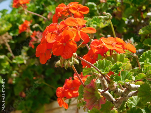 Orange geranium, or Pelargonium hortorum flowers