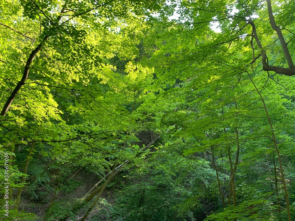 forest in the morning forest in the morning