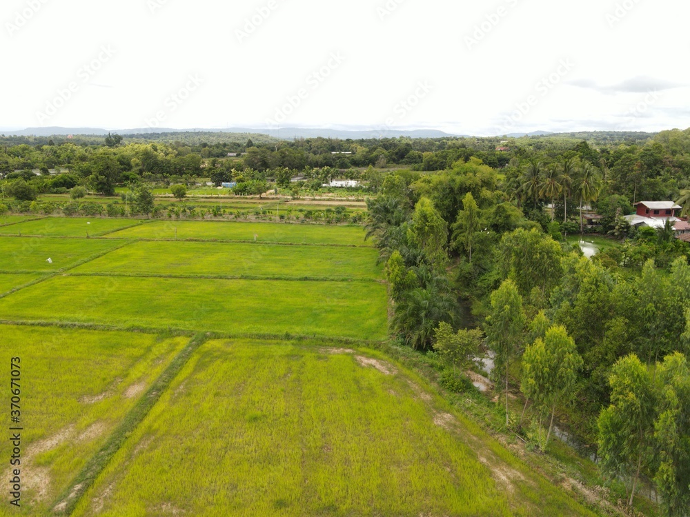  High angle shot Rice field landscape.