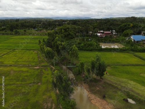  High angle shot Rice field landscape. Sisaket Thailand