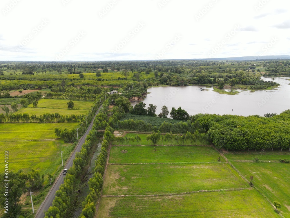 Rice field beside a swamp landscape. High angle shot Rice field beside a swamp landscape. High angle shot
