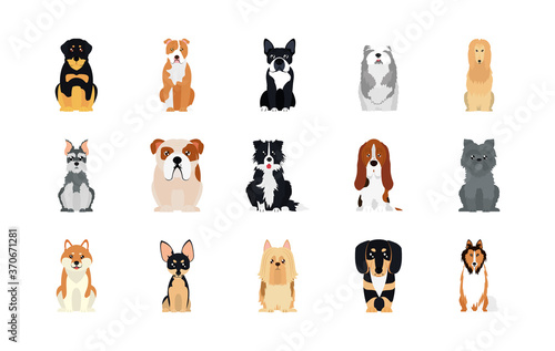 cartoon schnauzer and dogs icon set, flat style