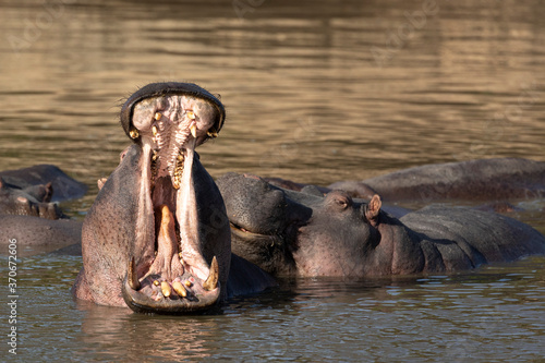 Adult hippo yawning in golden light in Masai Mara Kenya