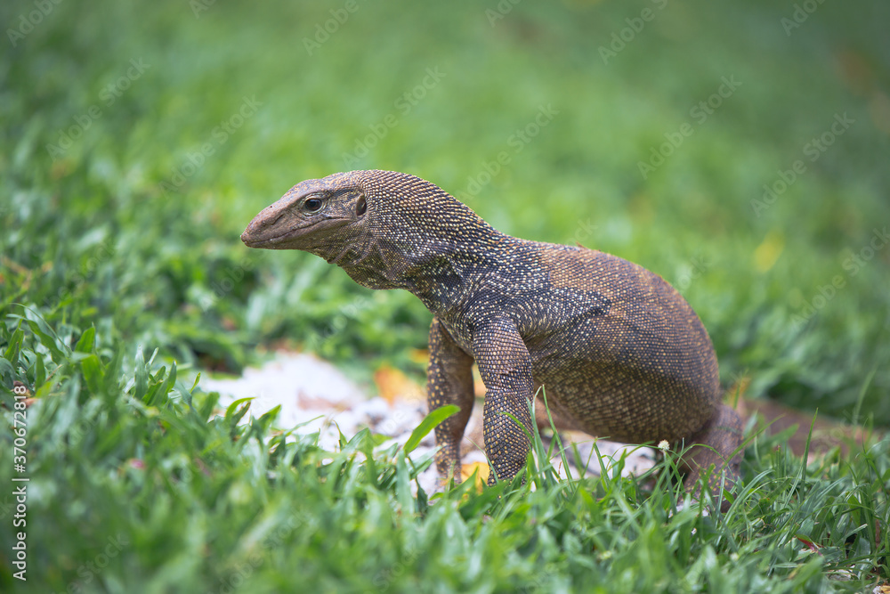 Bengal monitor lizard on a walk in the Singapore Botanic garden Bengal monitor lizard on a walk in the Singapore Botanic garden