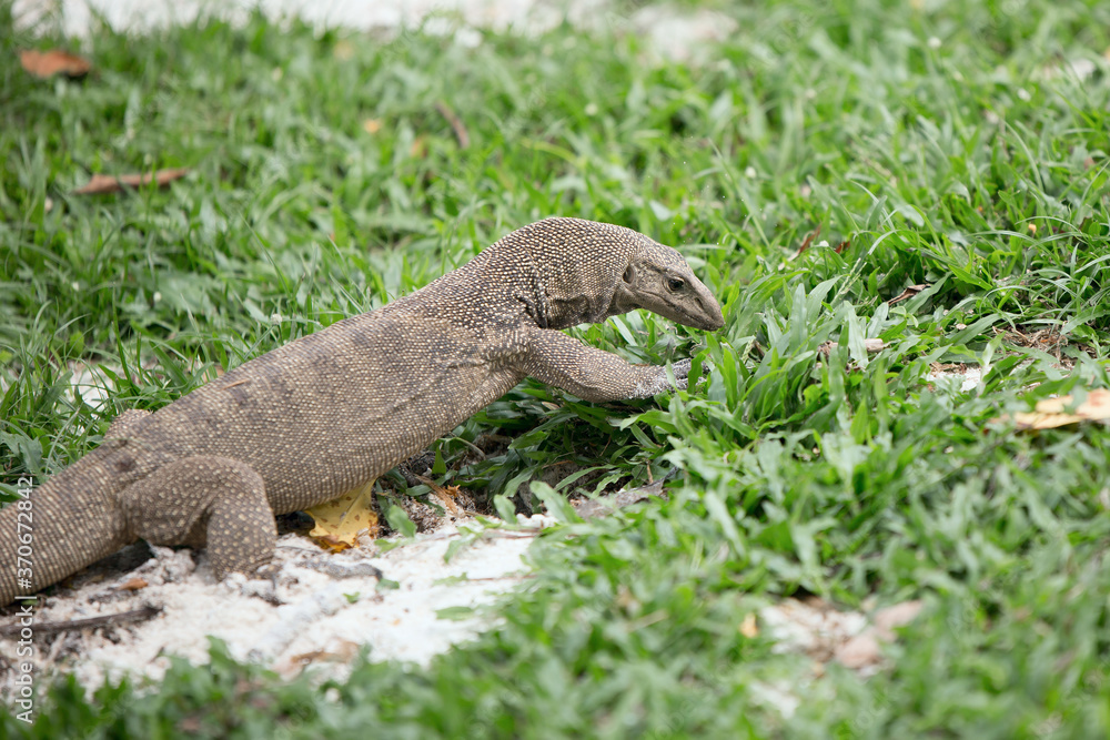 Bengal monitor lizard on a walk in the Singapore Botanic garden Bengal monitor lizard on a walk in the Singapore Botanic garden
