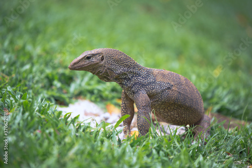 Bengal monitor lizard on a walk in the Singapore Botanic garden © vasilevich