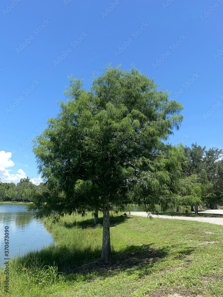 Obraz premium tree in the park