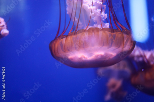 Purple jelly fish in big blue aquarium