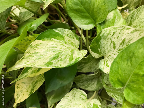 The leaf of  Golden pothos , this is green leaf detail of garden tree