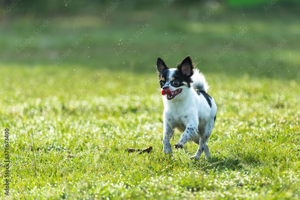Fun dog,Happy dogs having fun in a field, running on the field.Chihuahua.; Fun dog,Happy dogs having fun in a field, running on the field.Chihuahua.;