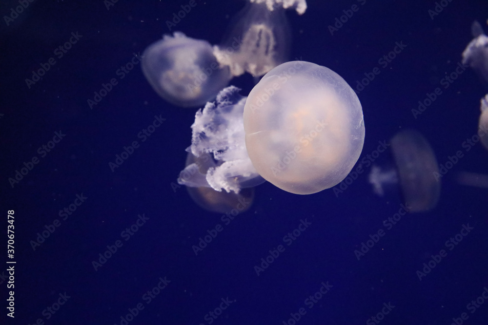 Lot of jelly fish in blue deep aquarium Lot of jelly fish in blue deep aquarium