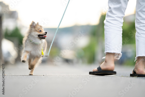 散歩中の仔犬