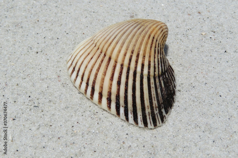 Seashell on sand background in Atlantic coast of North Florida, closeup Seashell on sand background in Atlantic coast of North Florida, closeup