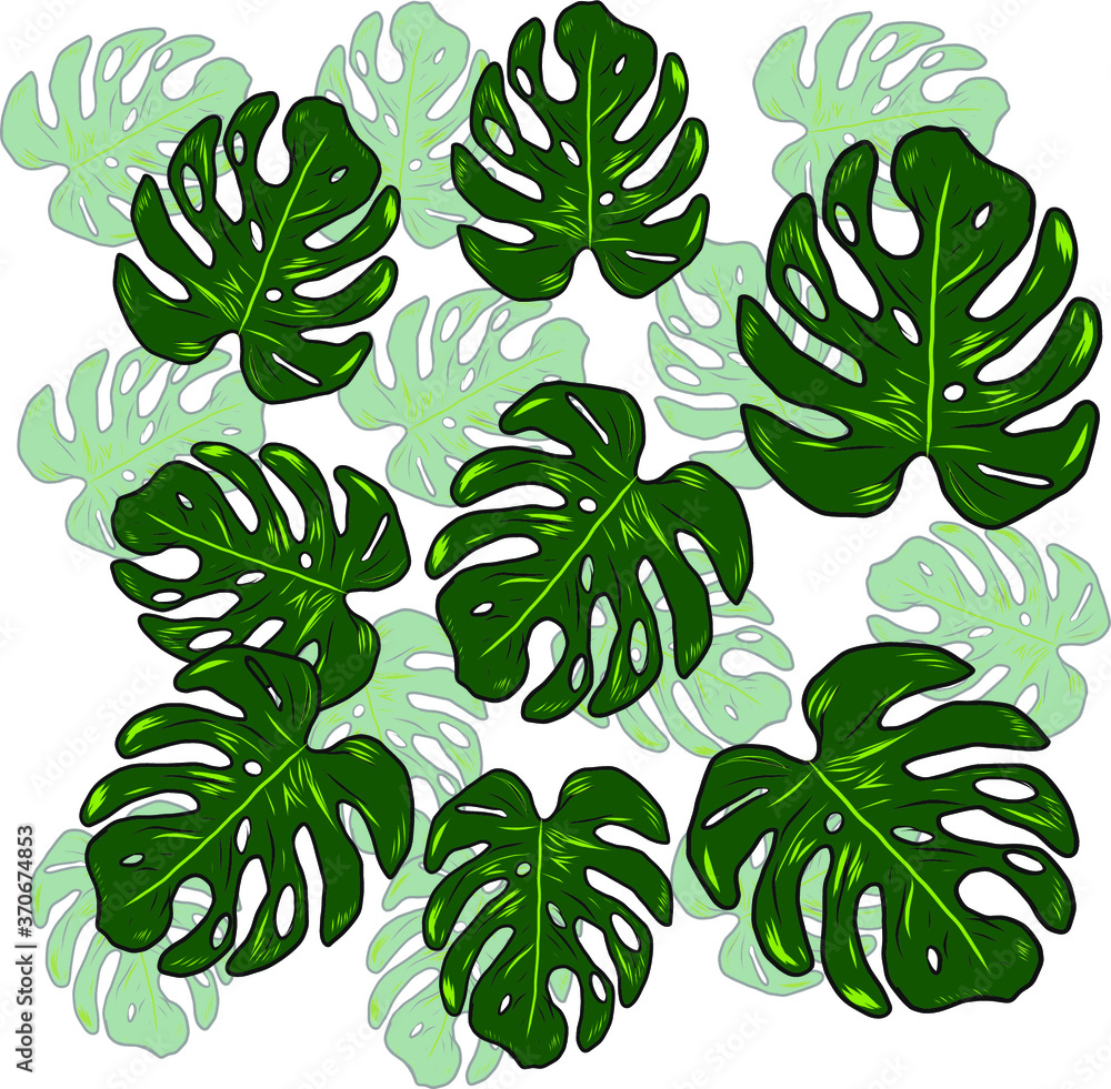 Fototapeta premium Monstera leaves Isolated Floral Tropical Hawaiian Flower. Illustration vector Art