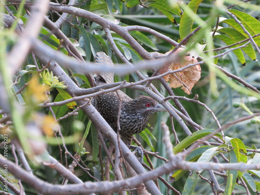 Obraz premium bird on a tree