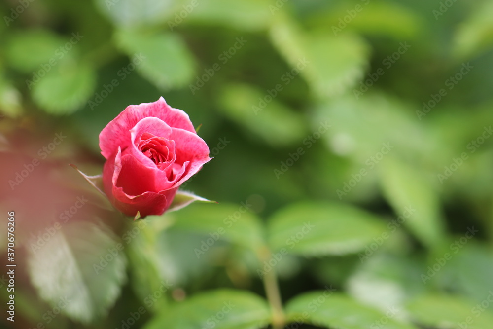 左寄り、ピンクと赤のバラの蕾
Right space, pink and red rose buds.
