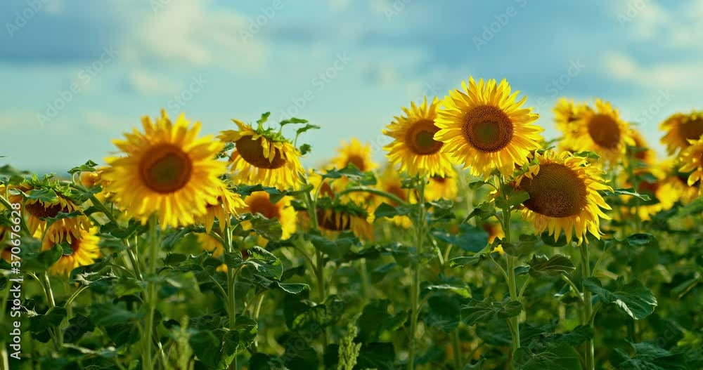 Blooming sunflowers stand in the field, blue clouds float in the sky. Beautiful rural landscape, blooming field. 4k, 10bit, ProRes Blooming sunflowers stand in the field, blue clouds float in the sky. Beautiful rural landscape, blooming field. 4k, 10bit, ProRes