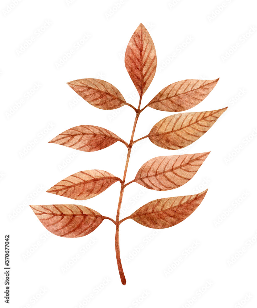 Golden autumn leaves on a branch. Watercolor hand-drawn illustration isolated on white background. Perfect for your project, postcards, prints, covers, patterns, invitations.