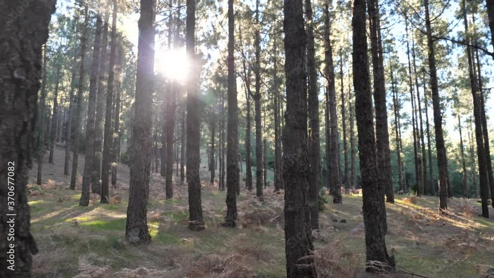 Autumn Forest With A Sun Rays Falling On A Colorful Carpet Of Pine Needles Autumn Forest With A Sun Rays Falling On A Colorful Carpet Of Pine Needles