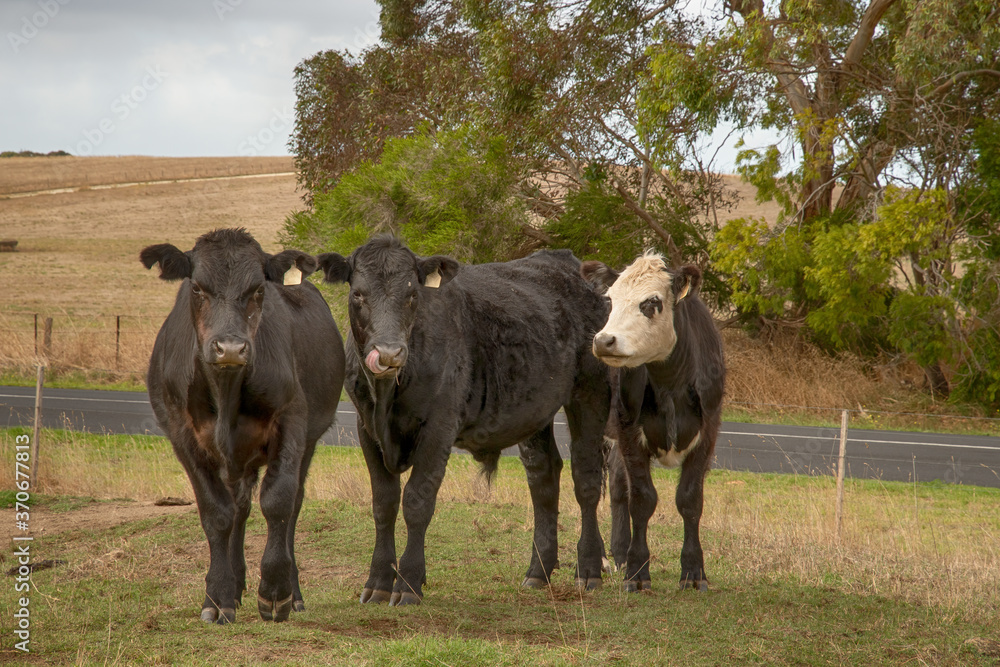 Cattle that are often found roaming freely in Queensland, Australia. Cattle that are often found roaming freely in Queensland, Australia.