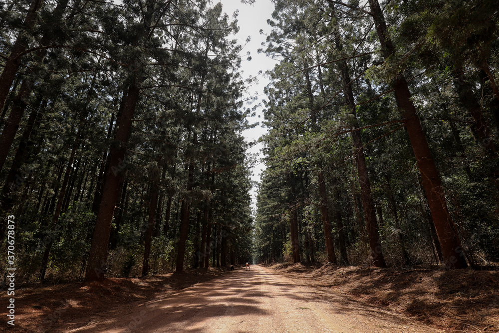 Naklejka premium Remote country road through forest lined with tall pines