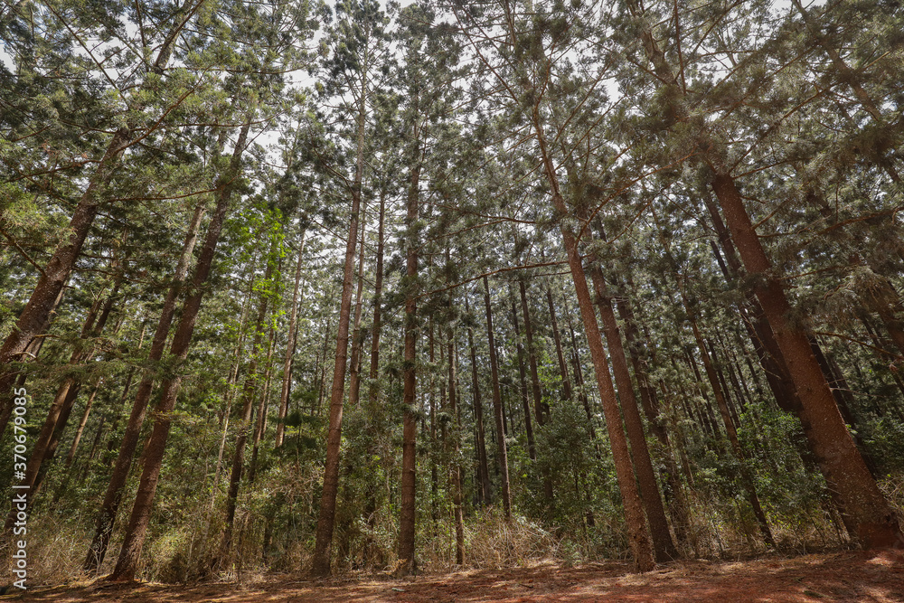 Canopy of pine trees looking up with flashes of clouds in the sky Canopy of pine trees looking up with flashes of clouds in the sky