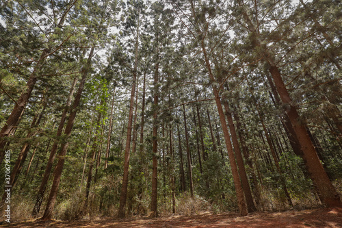 Canopy of pine trees looking up with flashes of clouds in the sky © Caseyjadew