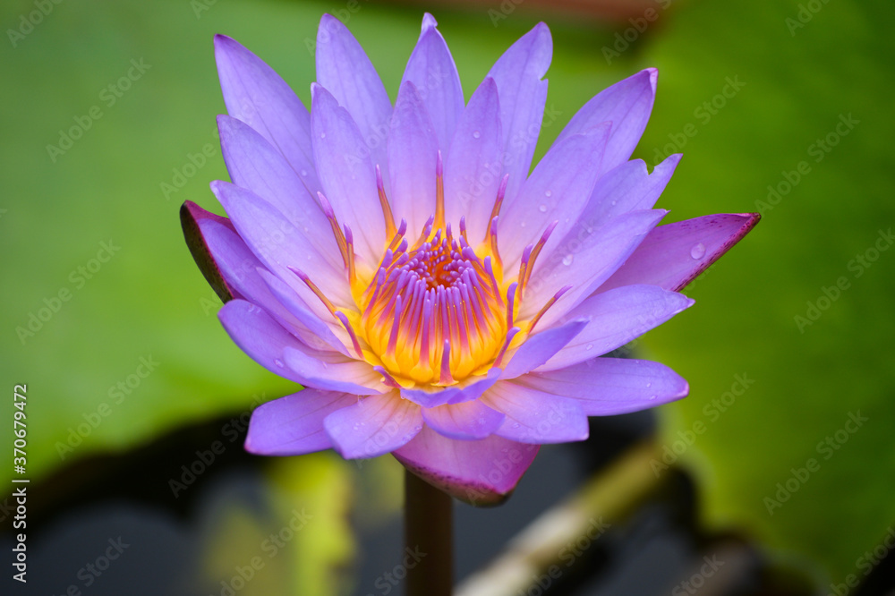 Beautiful waterlily or lotus flower in pond Beautiful waterlily or lotus flower in pond