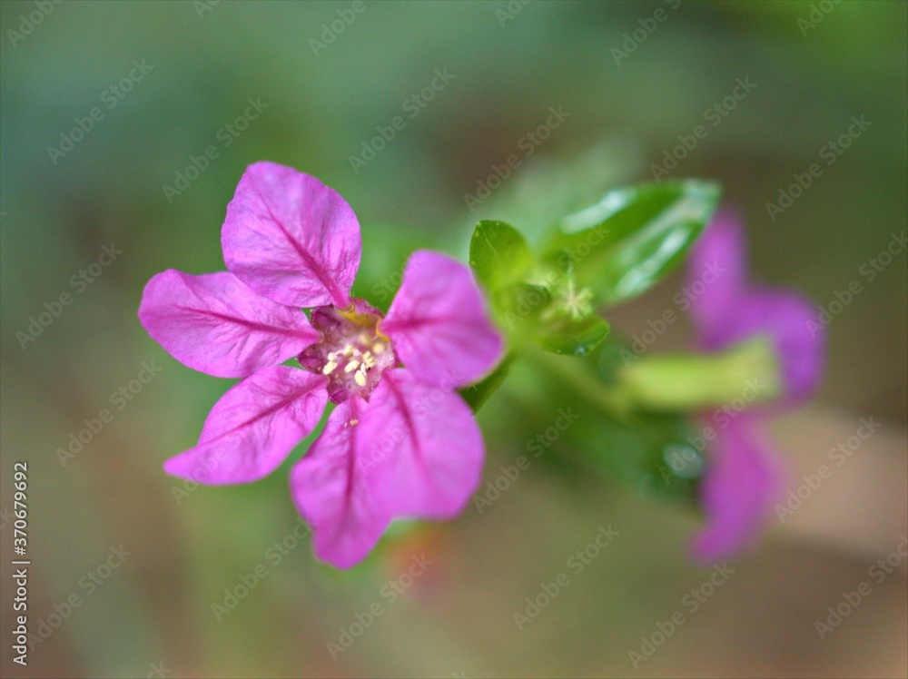 Closeup pink ,purple Cuphea hyssopifolia ,maxican heather flowers plants in garden with blurred background ,macro image , soft focus ,sweet color for car design Closeup pink ,purple Cuphea hyssopifolia ,maxican heather flowers plants in garden with blurred background ,macro image , soft focus ,sweet color for car design