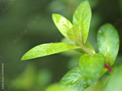 Closeup fresh green leaf of plants in garden with water drops blurred background  macro image  nature leaves for card design   soft focus 