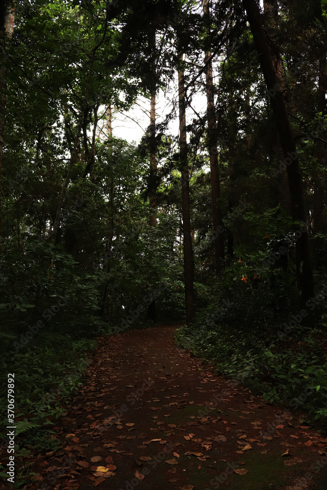 path in the forest path in the forest