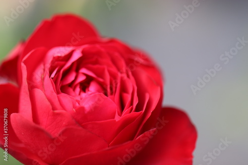 可憐な赤いバラで品種はティアーモ It is a pretty red rose and the variety is tiamo. © chie