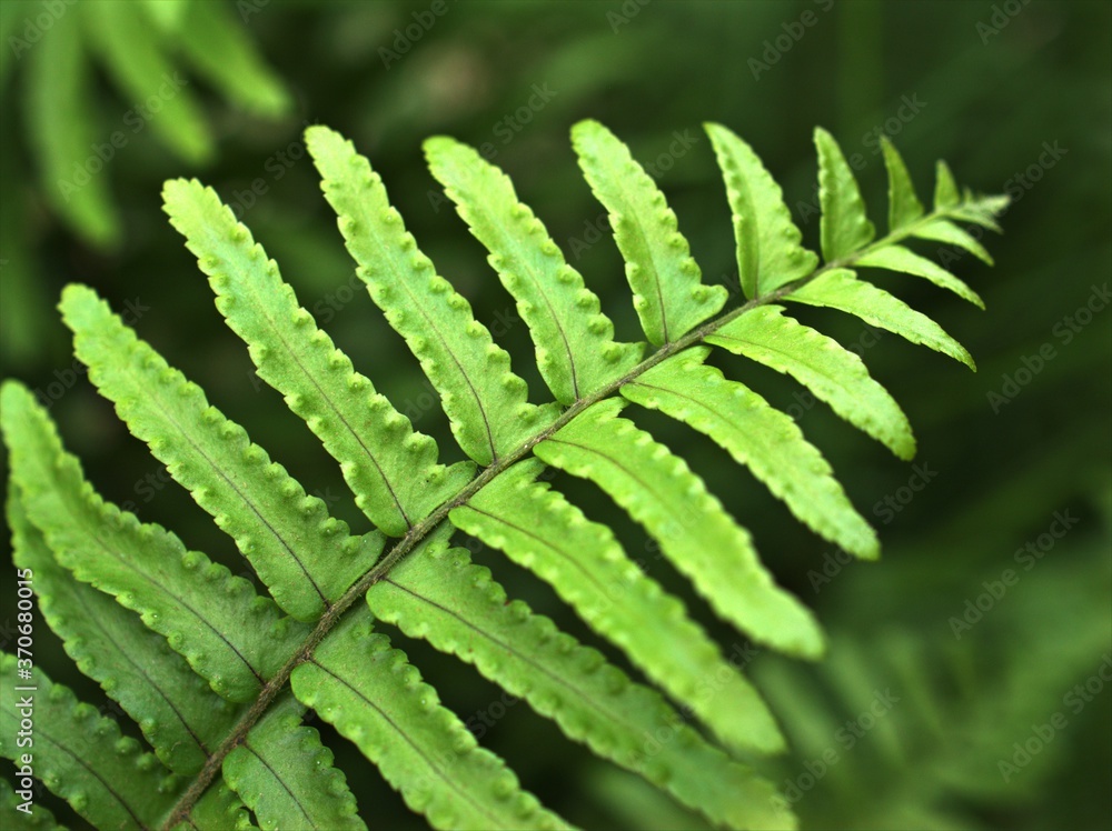 Closeup green leaf of fern plant in garden with blurred background ,macro image ,nature leaves, soft focus Closeup green leaf of fern plant in garden with blurred background ,macro image ,nature leaves, soft focus