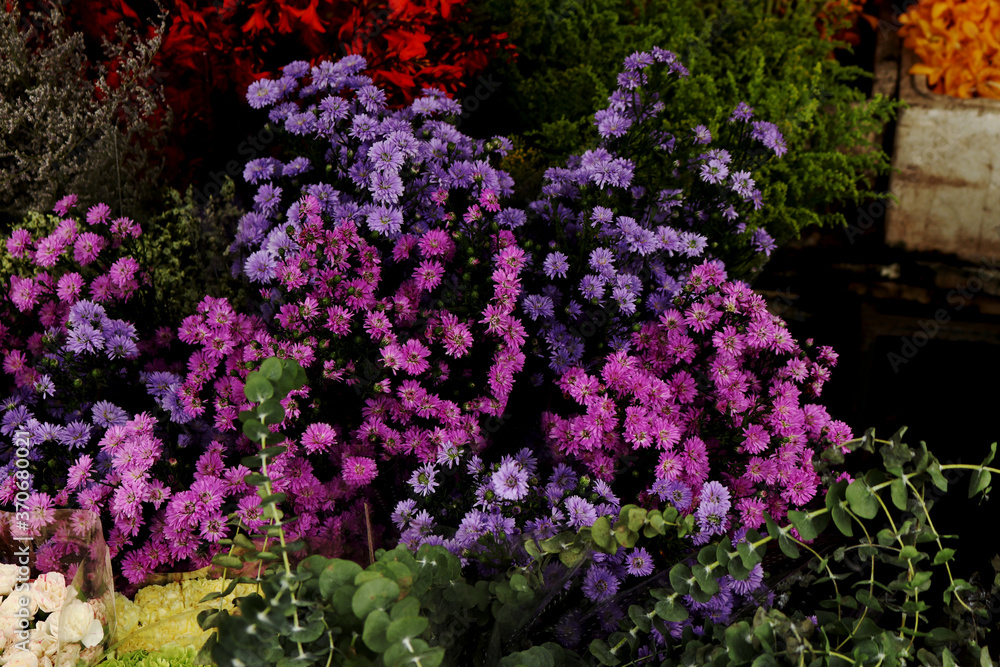 Fototapeta premium flowers in the garden