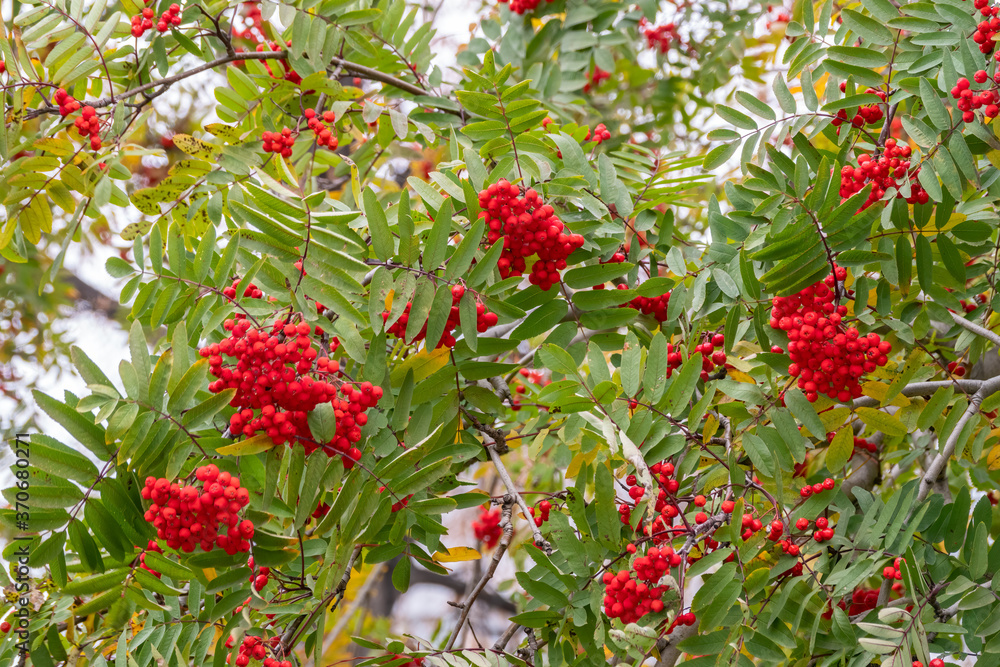 Autumn bright red rowan berries with leaves