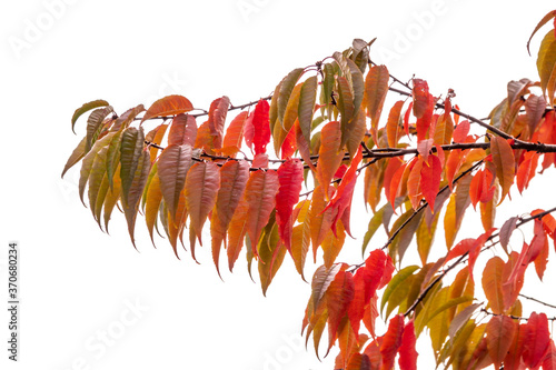 Branches with colorful red, green, orange and yellow leaves in autumn on white background