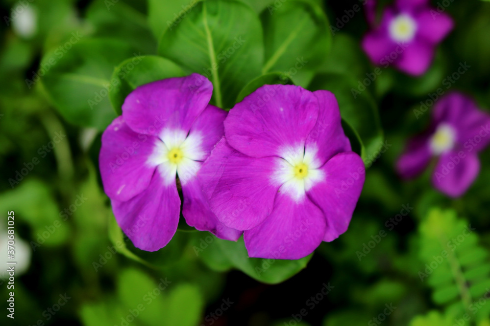 purple flowers in the garden purple flowers in the garden