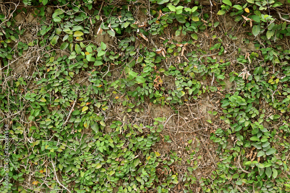 green moss on the ground green moss on the ground