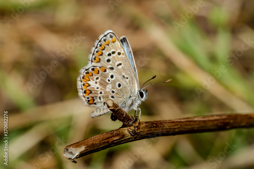 Wallpaper Mural Lycaenidae, Polyommatus agestis perched on a tree in its natural environment. Torontodigital.ca