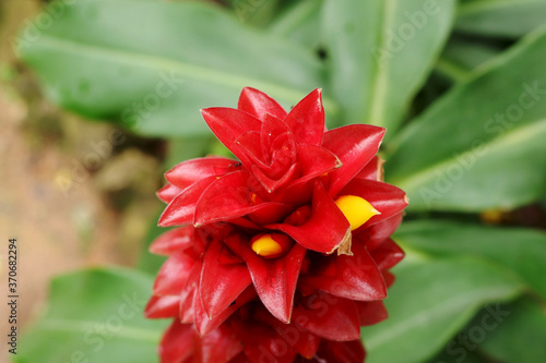 red hibiscus flower