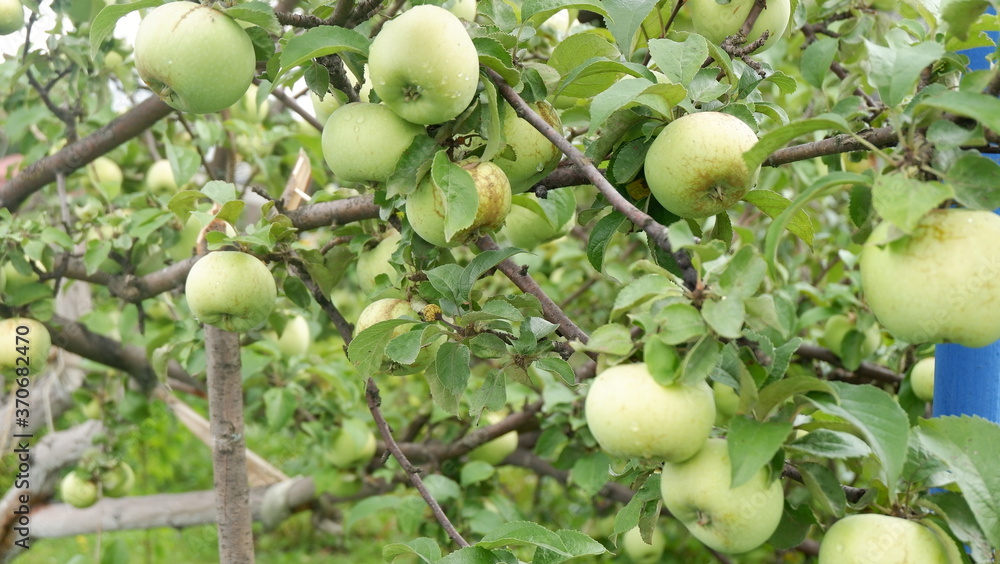 green apples on a tree green apples on a tree